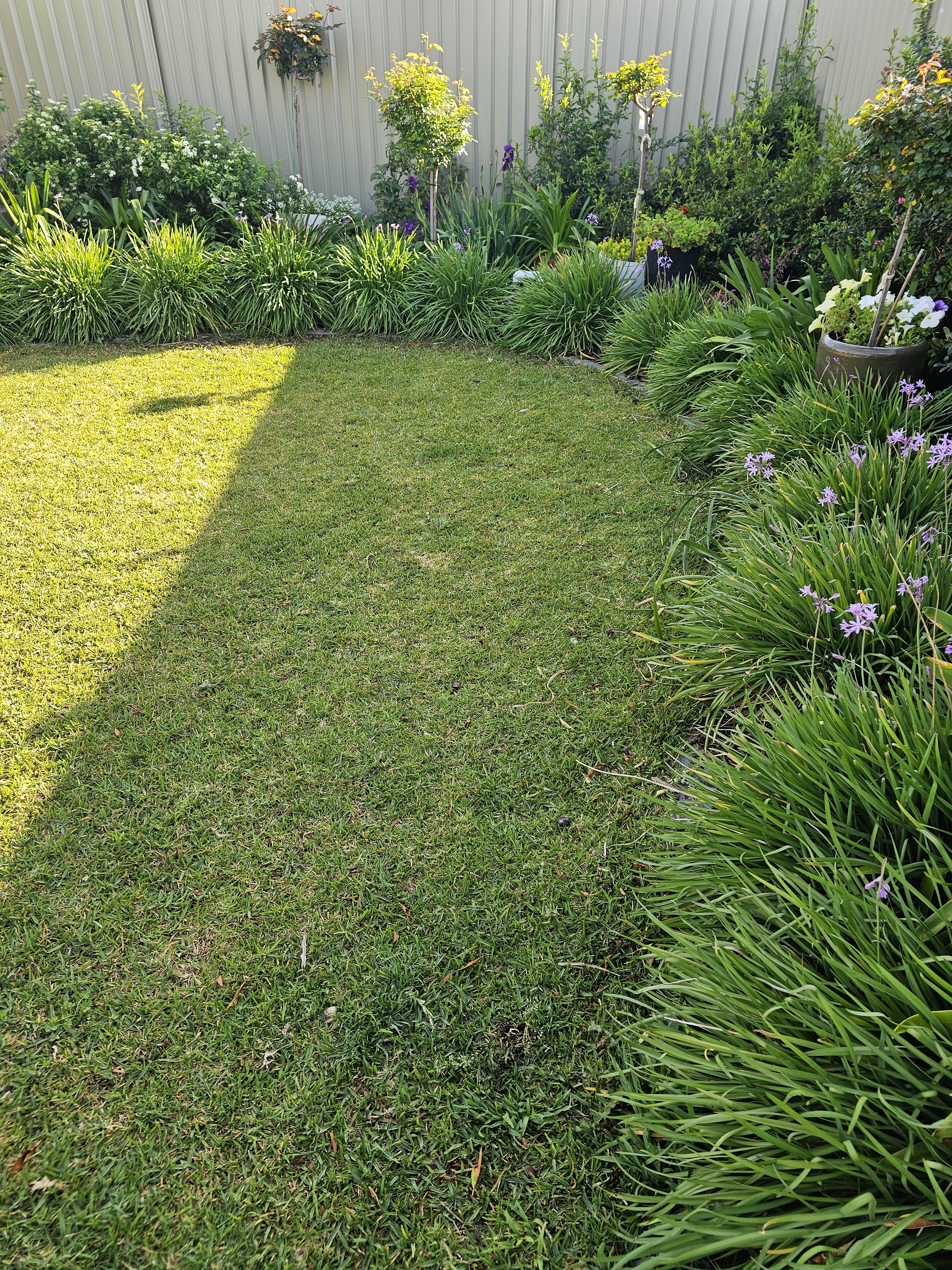 English Garden Concept, Established Garden, Border Planting